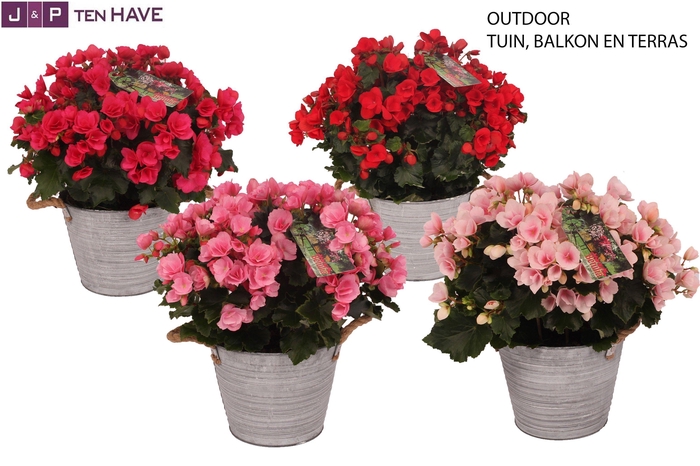 <h4>Begonia ''Betulia Mix'' Outdoor in Zink Sierpot</h4>