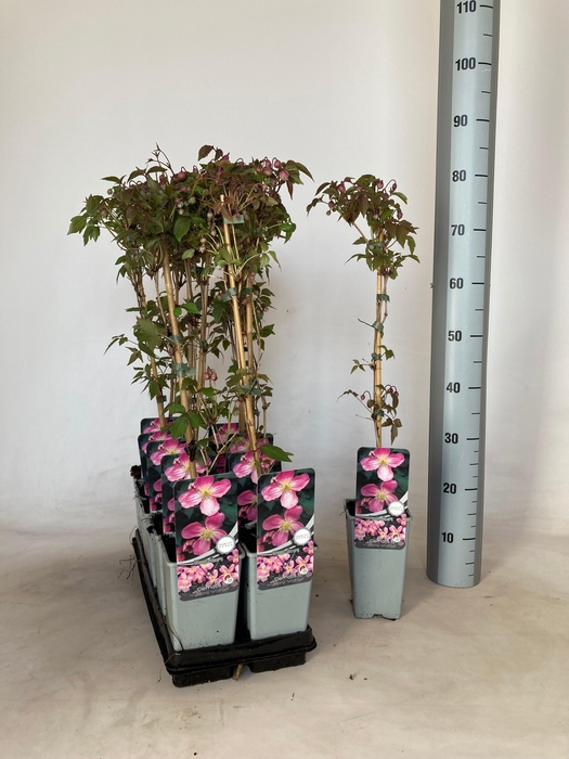 <h4>CLEM MO TETRAROSE</h4>