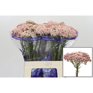 OZOTH COOKS TALL PIN