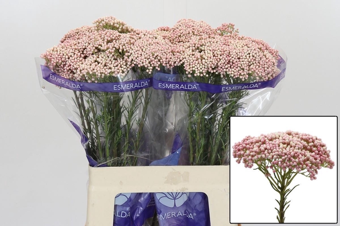 <h4>OZOTH COOKS TALL PIN</h4>