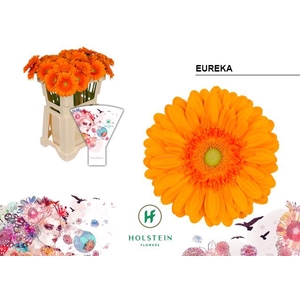 Gerbera Eureka