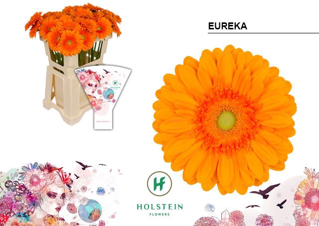 <h4>Gerbera Eureka</h4>
