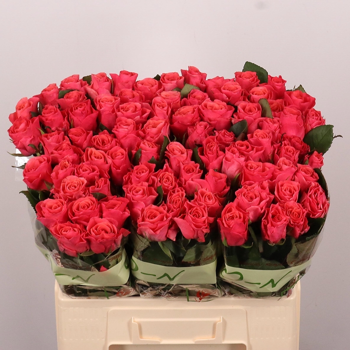 <h4>R GR PINK TACAZZI+</h4>