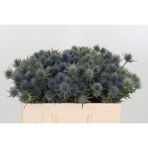 Eryngium Overig