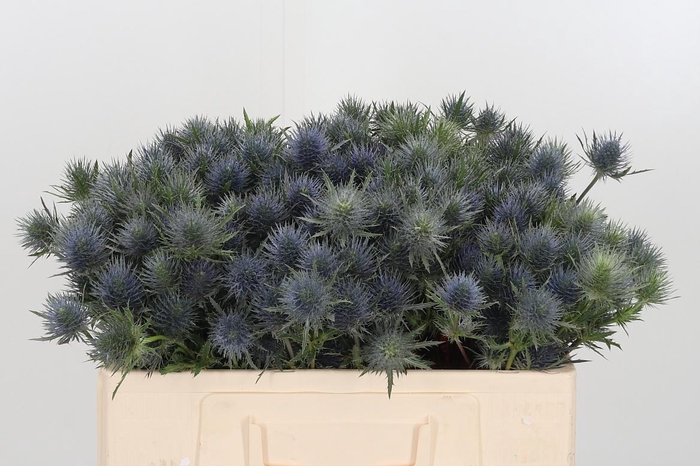 <h4>Eryngium Overig</h4>