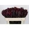 Leucadendron Saf Sunset Dark R.
