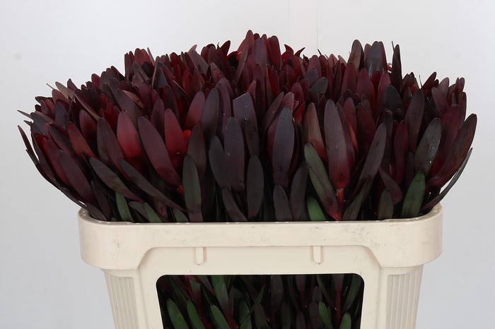 <h4>Leucadendron Saf Sunset Dark R.</h4>