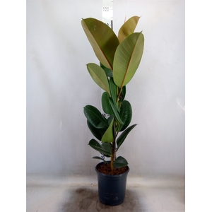 Ficus elastica 'Robusta'