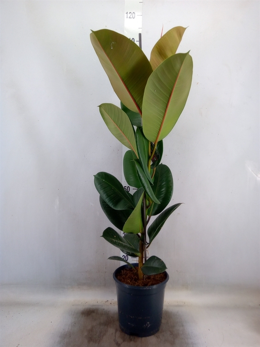 <h4>Ficus elastica 'Robusta'</h4>