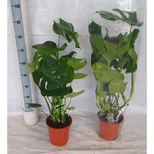 Monstera Deliciosa