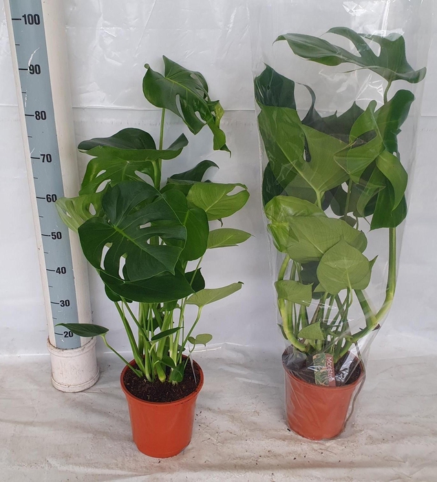 <h4>Monstera Deliciosa</h4>