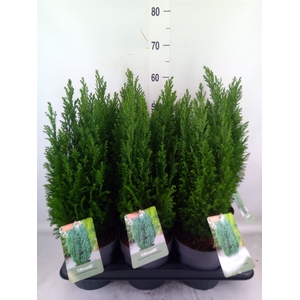 Chamaecyparis laws. 'Ellwoodii'