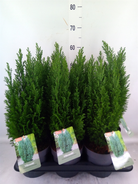 <h4>Chamaecyparis laws. 'Ellwoodii'</h4>