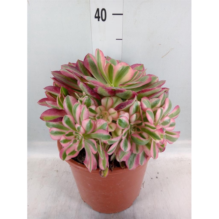 <h4>Aeonium   ...</h4>