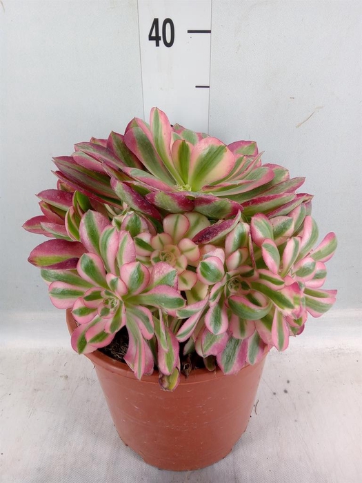 <h4>Aeonium   ...</h4>