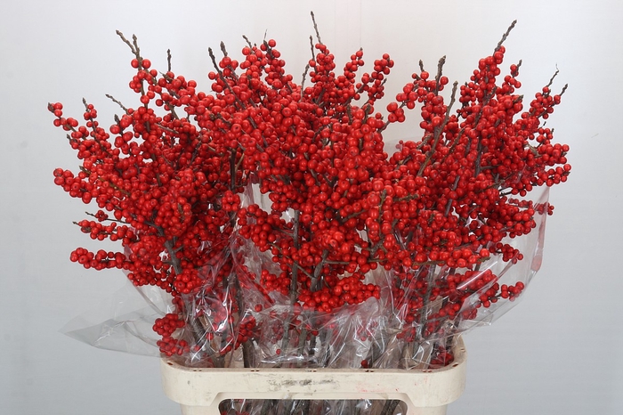 <h4>Ilex Verticillata Red</h4>