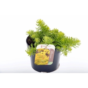 Sedum reflexum Angelina