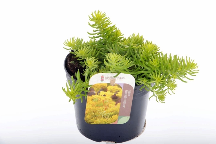 <h4>Sedum reflexum Angelina</h4>