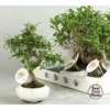 BONSAI GEM