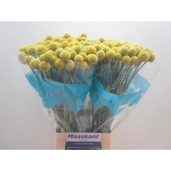 <h4>CRASPEDIA - XL</h4>