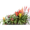 Bromelia Gem 15 Srt