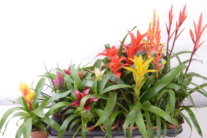 Bromelia Gem 15 Srt