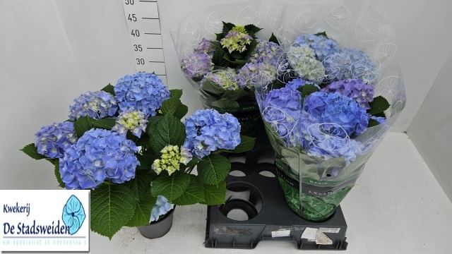 <h4>HYDR M BLAUER ZWERG</h4>