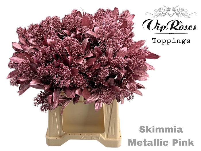 <h4>Skimmia Rose</h4>