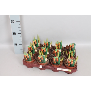 Bol op pot Tulip Stresa