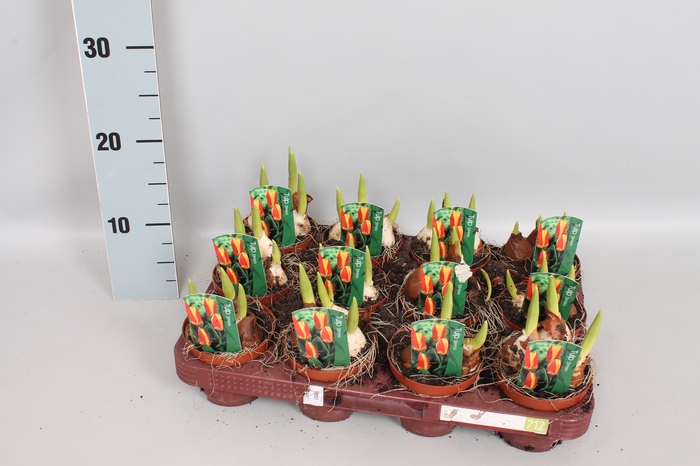 Bol op pot Tulip Stresa