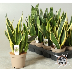 SANSEV TRIFASCIA  OV