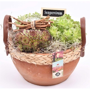 Cement schaal br. met wilgrand 18CM