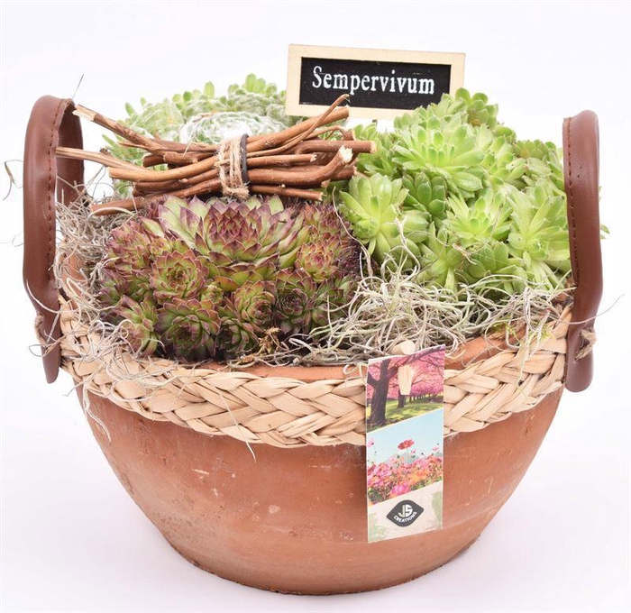 <h4>Cement schaal br. met wilgrand 18CM</h4>