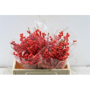 Ilex Verticillata Red