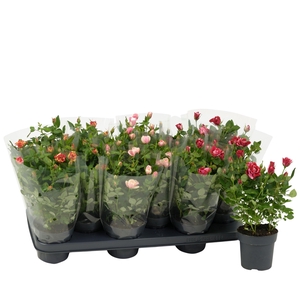 Nolina Special Roses Ø 10,5 cm. Mix in Blanco sleeve