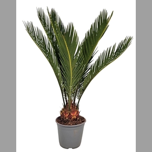 CYCAS REVOLUTA