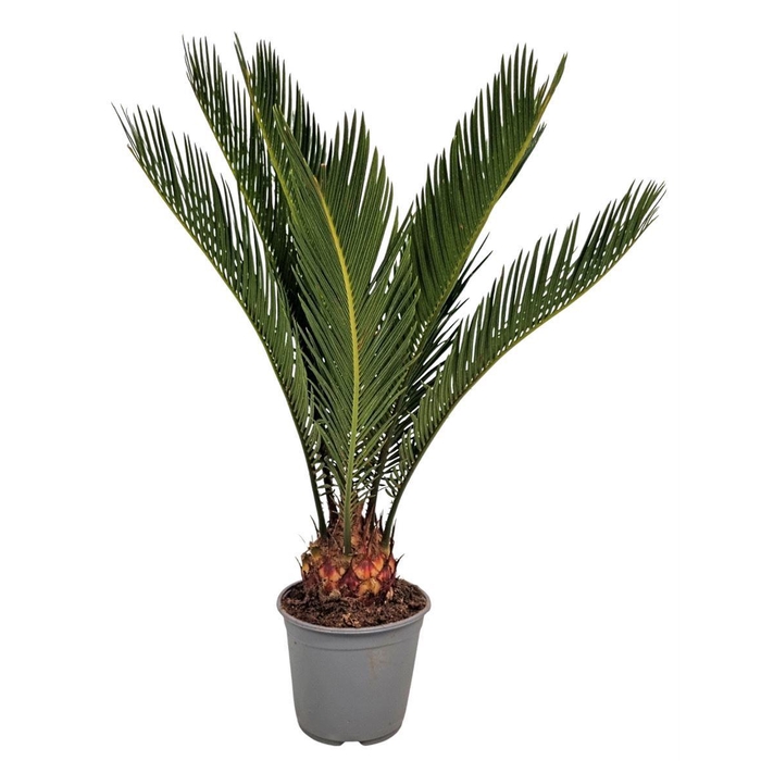 <h4>CYCAS REVOLUTA</h4>