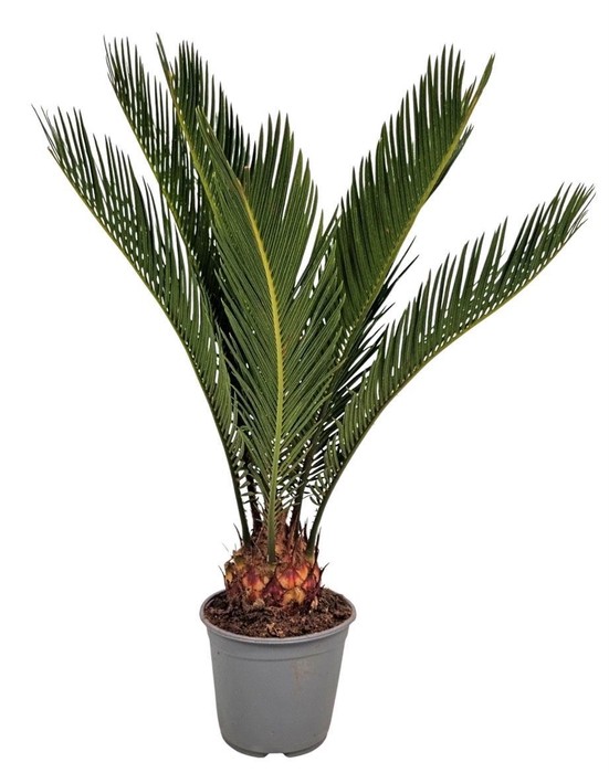CYCAS REVOLUTA