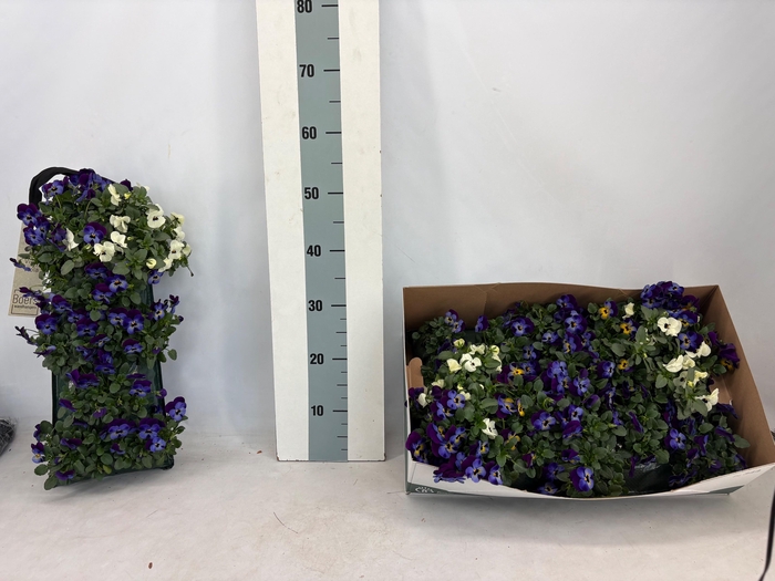 <h4>VIO CORNUTA</h4>