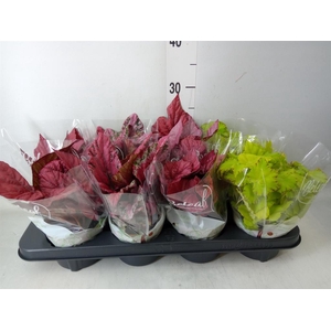 Begonia BD 'Beleaf'   ...mix