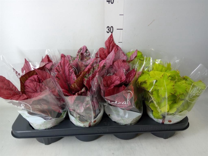 <h4>Begonia BD 'Beleaf'   ...mix</h4>