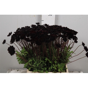 Cosmos Black Beauty