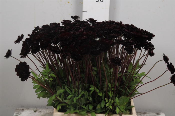 <h4>Cosmos Black Beauty</h4>