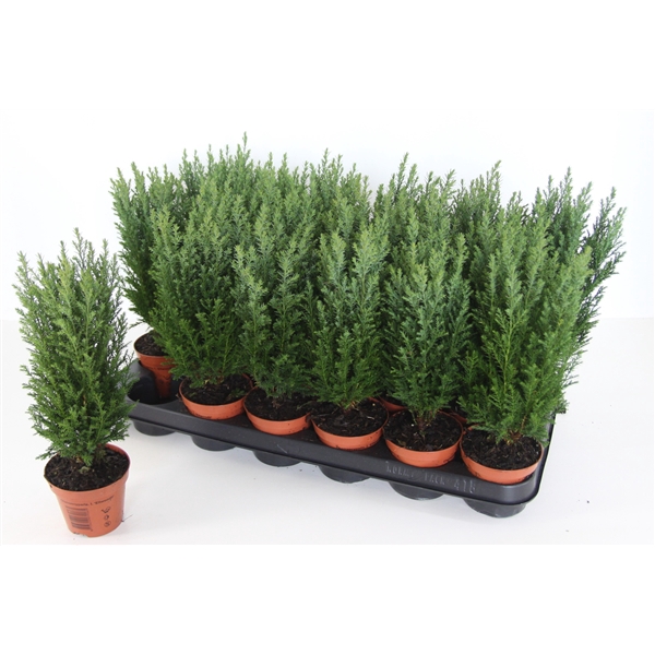 <h4>Chamaecyparis lawsoniana 'Ellwoodii'</h4>