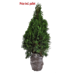 Thuja occ. Smaragd, plantmaat 80-100 cm - Rondgestoken - KLUIT