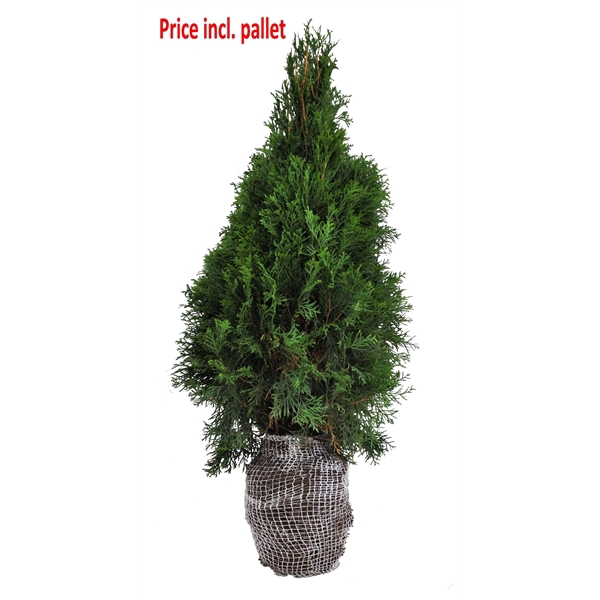 <h4>Thuja occ. Smaragd, plantmaat 80-100 cm - Rondgestoken - KLUIT</h4>