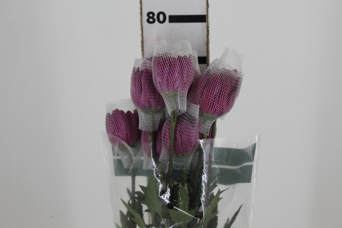<h4>ANASTASIA LOTSO 080 CM</h4>