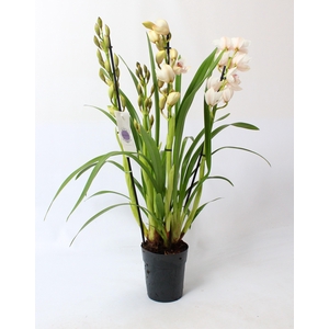 Cymbidium wit 4 tak