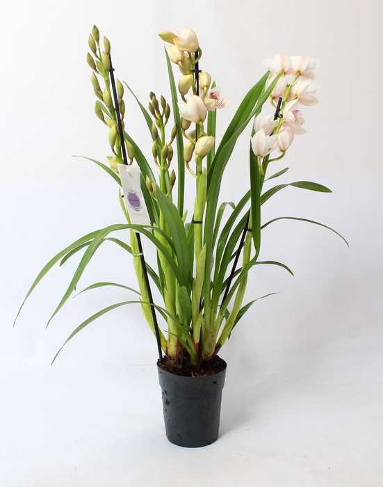 <h4>Cymbidium wit 4 tak</h4>