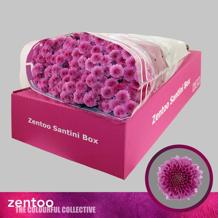 <h4>CHR S KISMO PINK</h4>